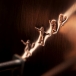 Détail