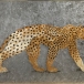 Panthère - CARTIER