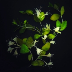 Chèvrefeuille en soie - creation et photo ©Séverina Lartigue Chèvrefeuille en soie - creation et photo ©Séverina Lartigue